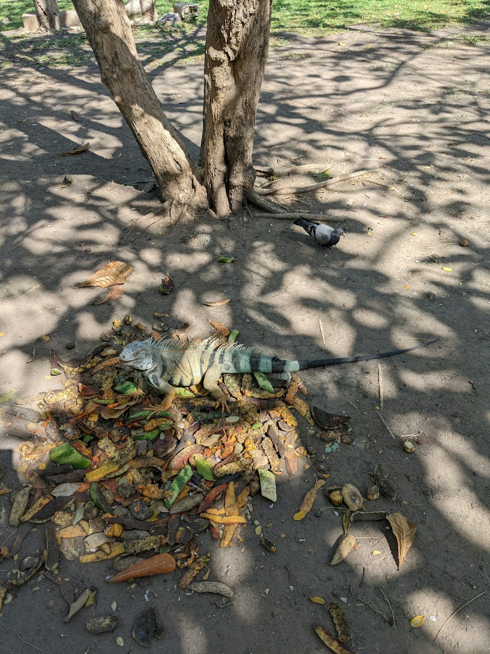 a pile of leaves on the ground next to a tree