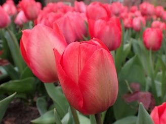 a field of red tulips with green leaves
