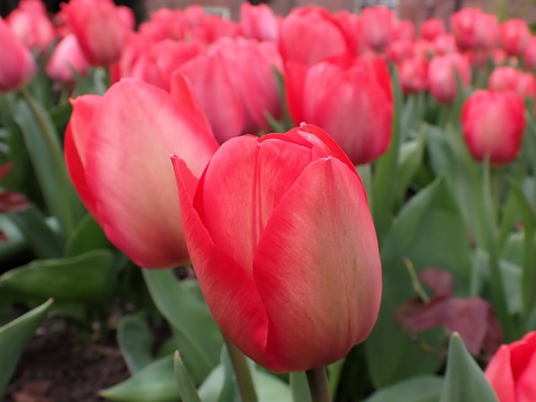 a field of red tulips with green leaves