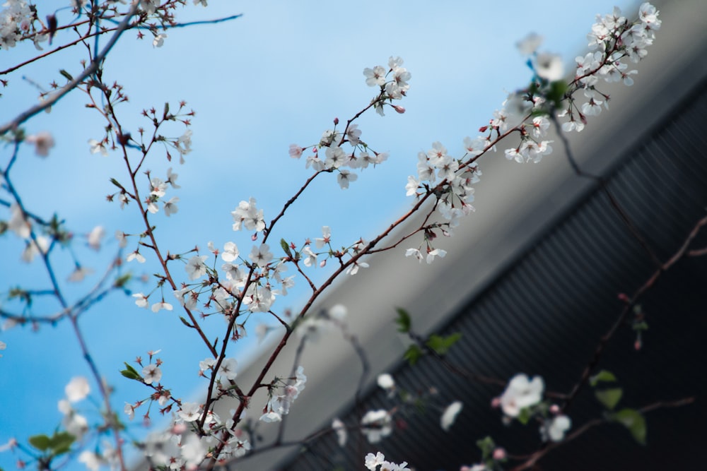 a branch with white flowers on it against a blue sky