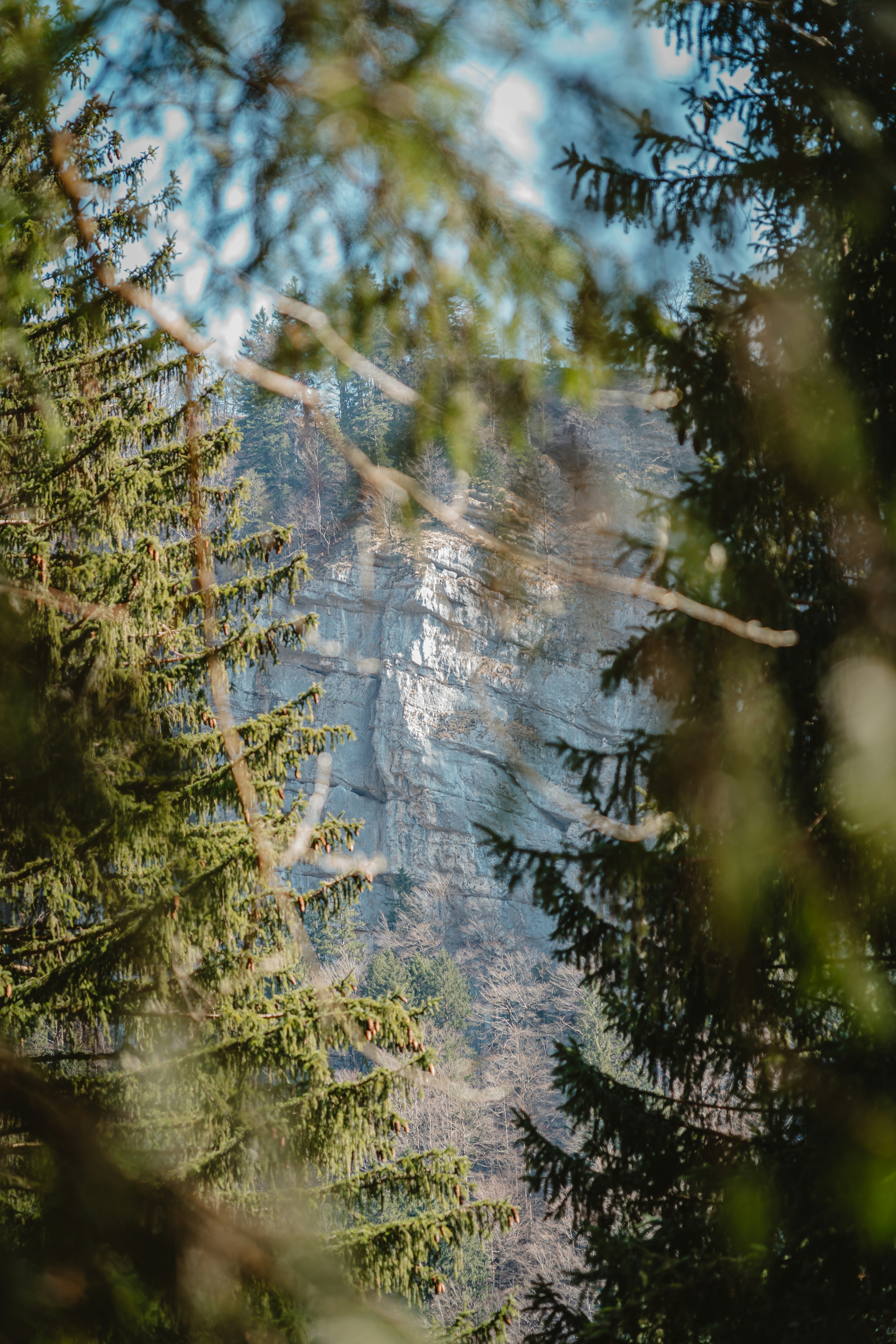 une vue d’une montagne à travers des arbres