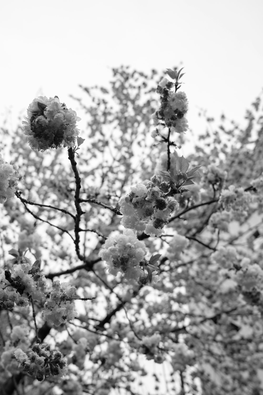 a black and white photo of a flowering tree