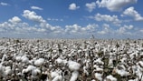 A vast cotton field under a bright blue sky showcasing ripe cotton bolls ready for harvest.