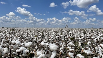 A vast field of cotton plants stretches towards the horizon under a partly cloudy blue sky. The cotton bolls are prominent and ready for harvest, creating an almost white blanket across the field.