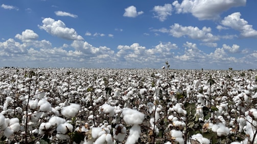 A vast field of cotton plants stretches towards the horizon under a partly cloudy blue sky. The cotton bolls are prominent and ready for harvest, creating an almost white blanket across the field.