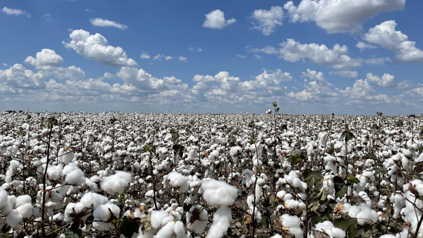 A vibrant field of organic cotton plants under a clear blue sky.