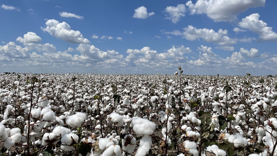 A vast cotton field under a clear blue sky, showcasing ripe cotton bolls ready for harvest.