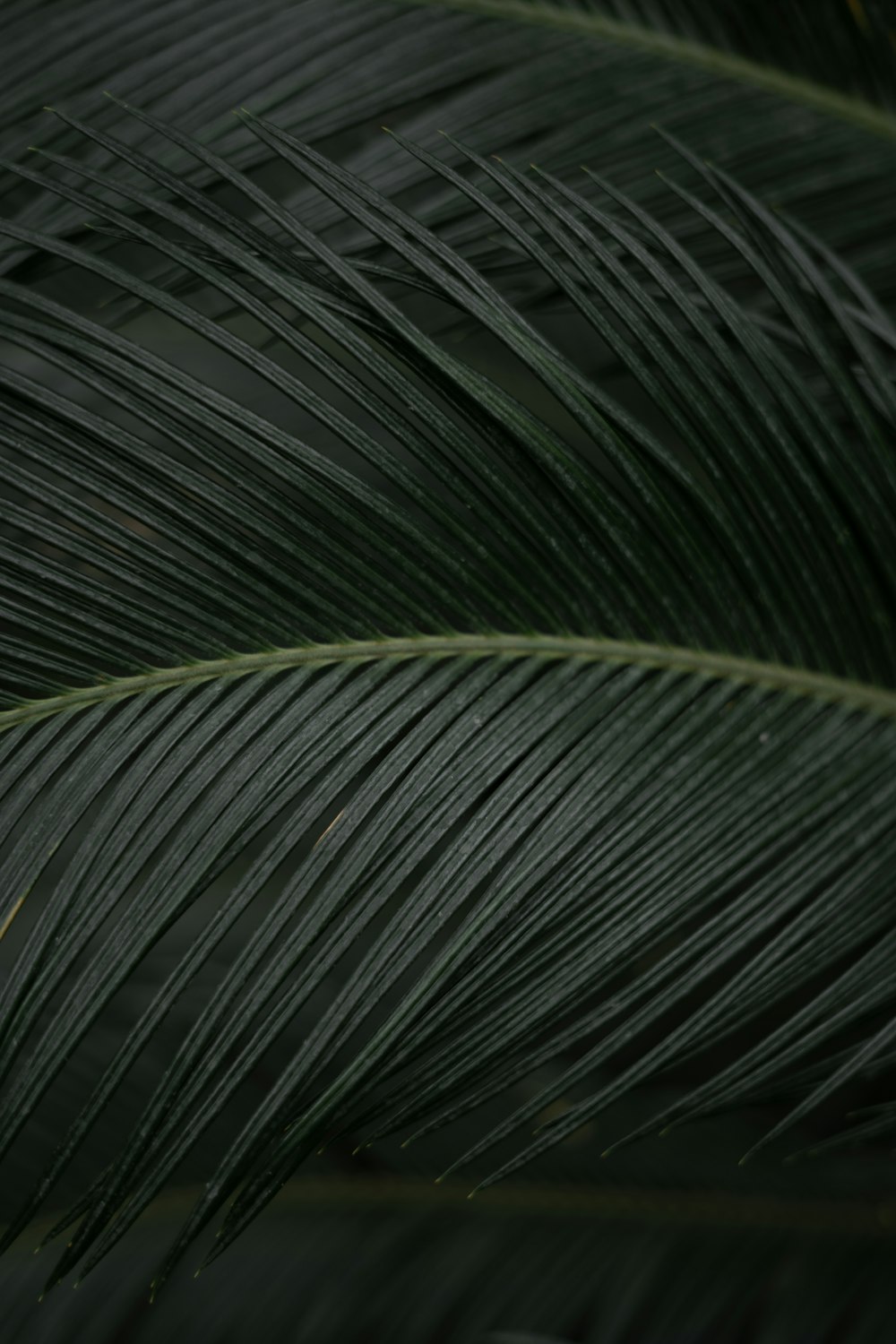 a close up of a green palm leaf