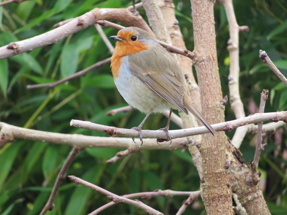 a small bird perched on a tree branch