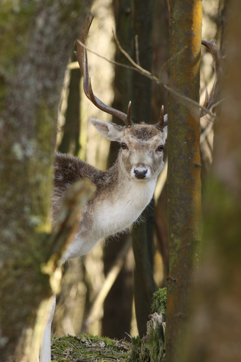 a deer standing next to a tree in a forest