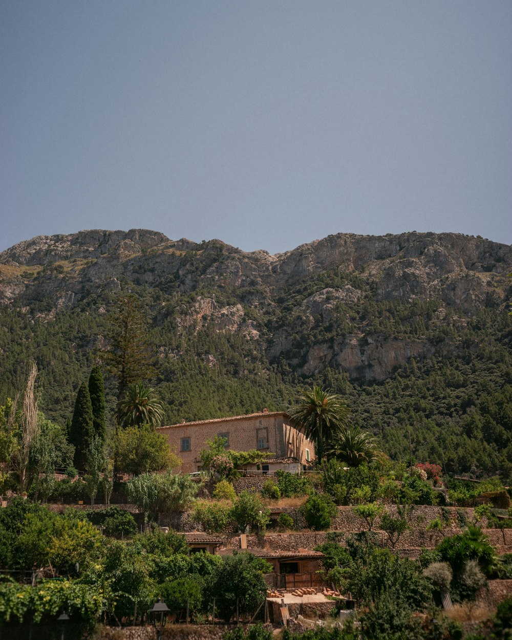 a tree with a mountain in the background