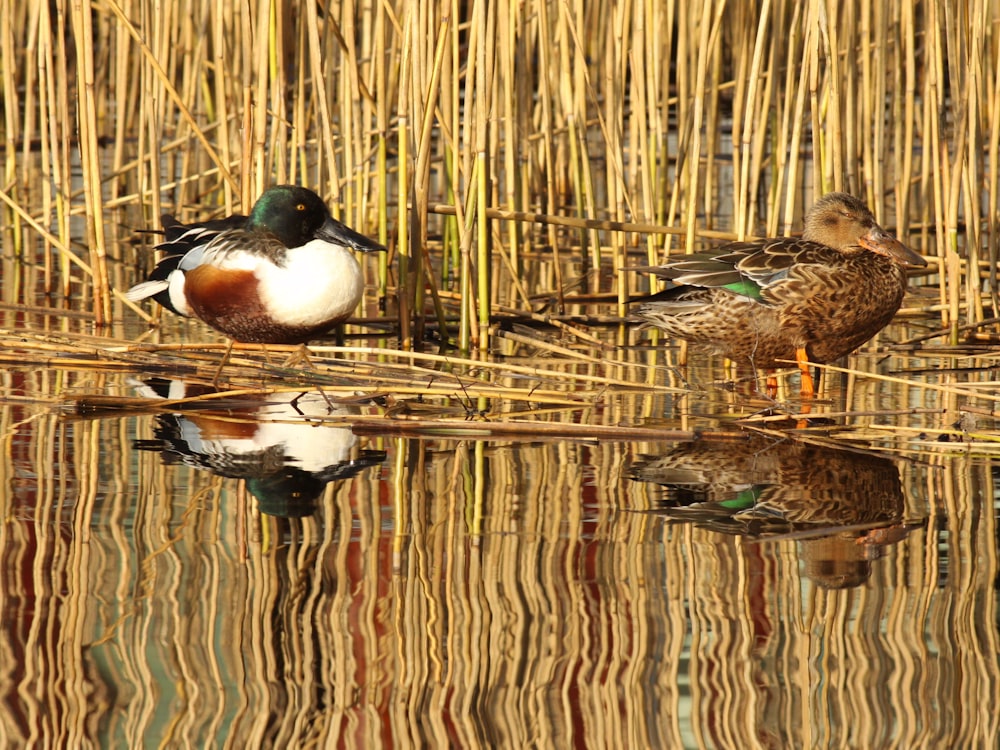 a couple of ducks sitting on top of a body of water