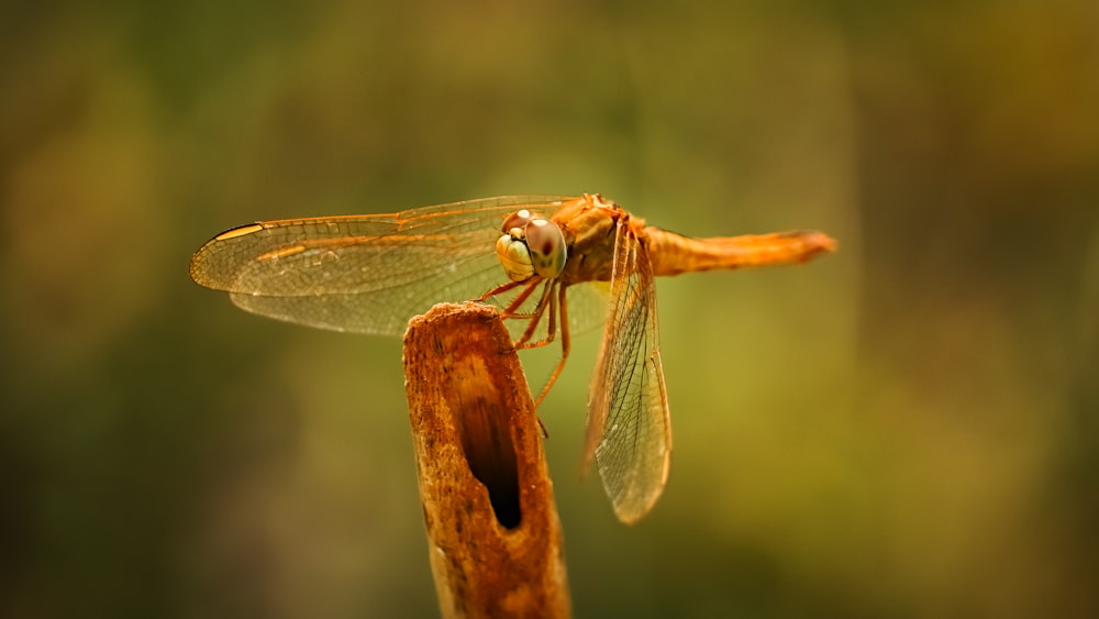 a close up of a dragonfly on a stick