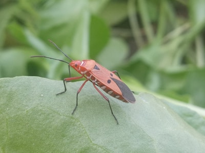 A vibrant red and black insect with long antennae stands on a green leaf. Its body displays distinctive markings, including small black dots, and its background is blurred green foliage.