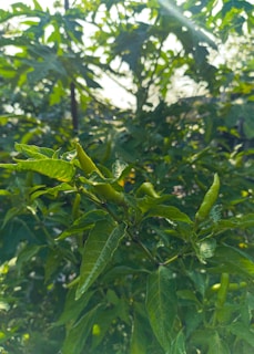 Sunlight filtering through greenhouse panels onto vibrant chili plants.