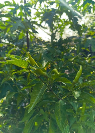 Sunlight filters through spice plants on a vibrant Indian farm where turmeric and red chili are being hand-harvested.