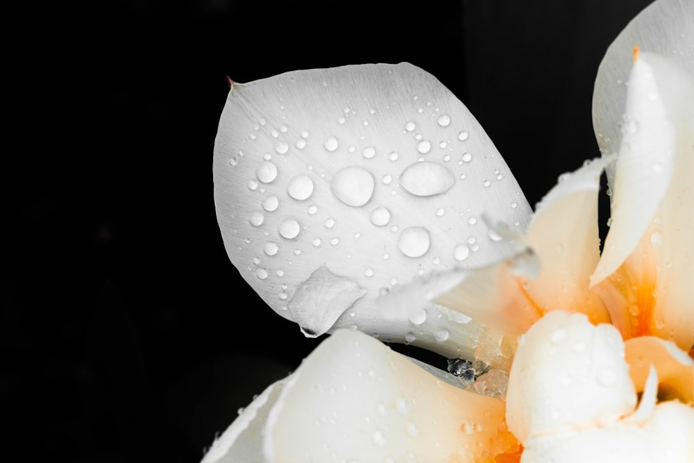 a white flower with water droplets on it