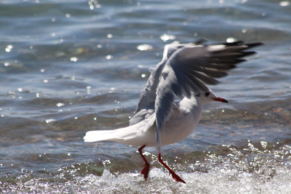 a seagull landing on the water with its wings spread