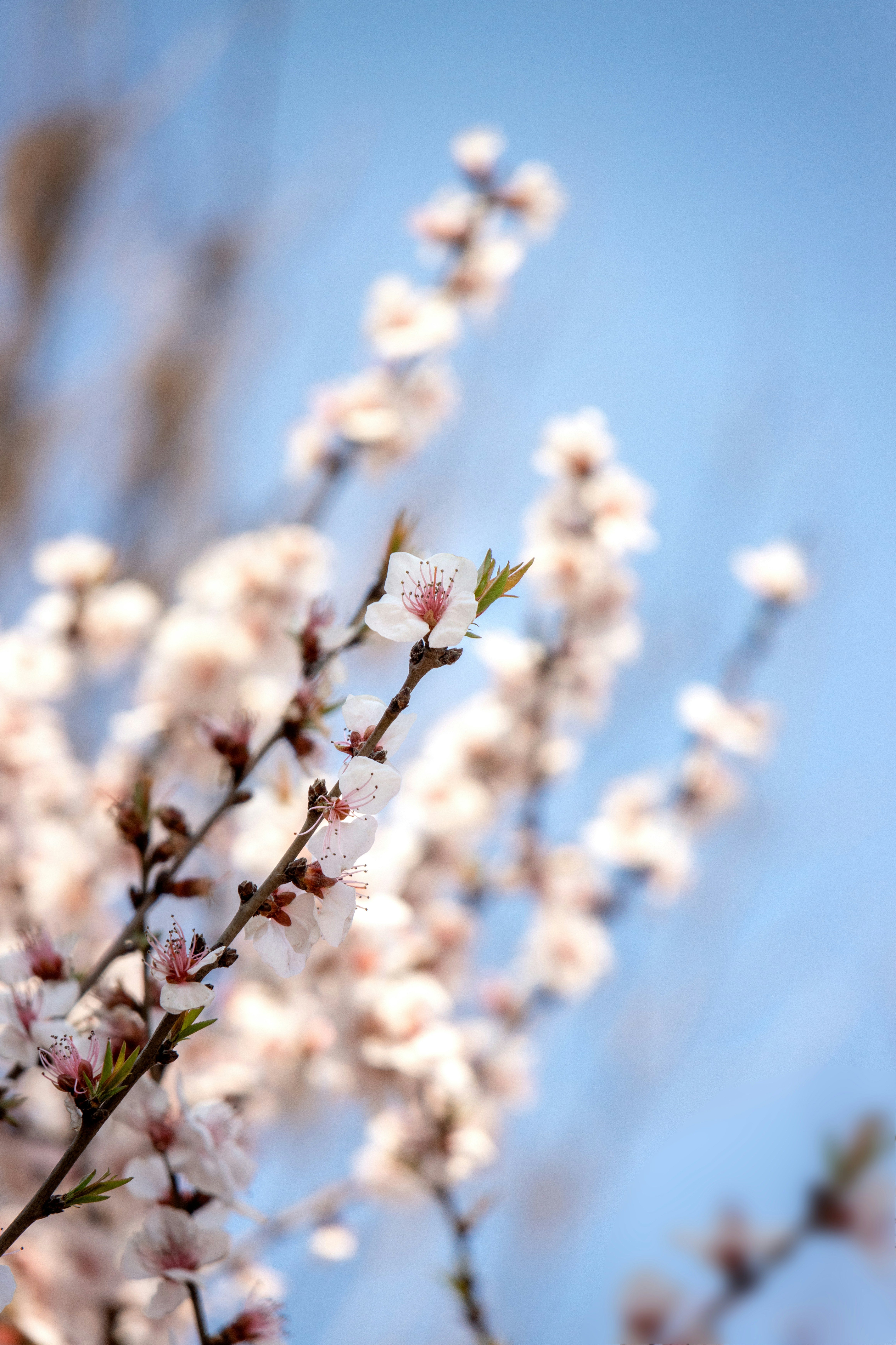 Photo by juliuscarmine