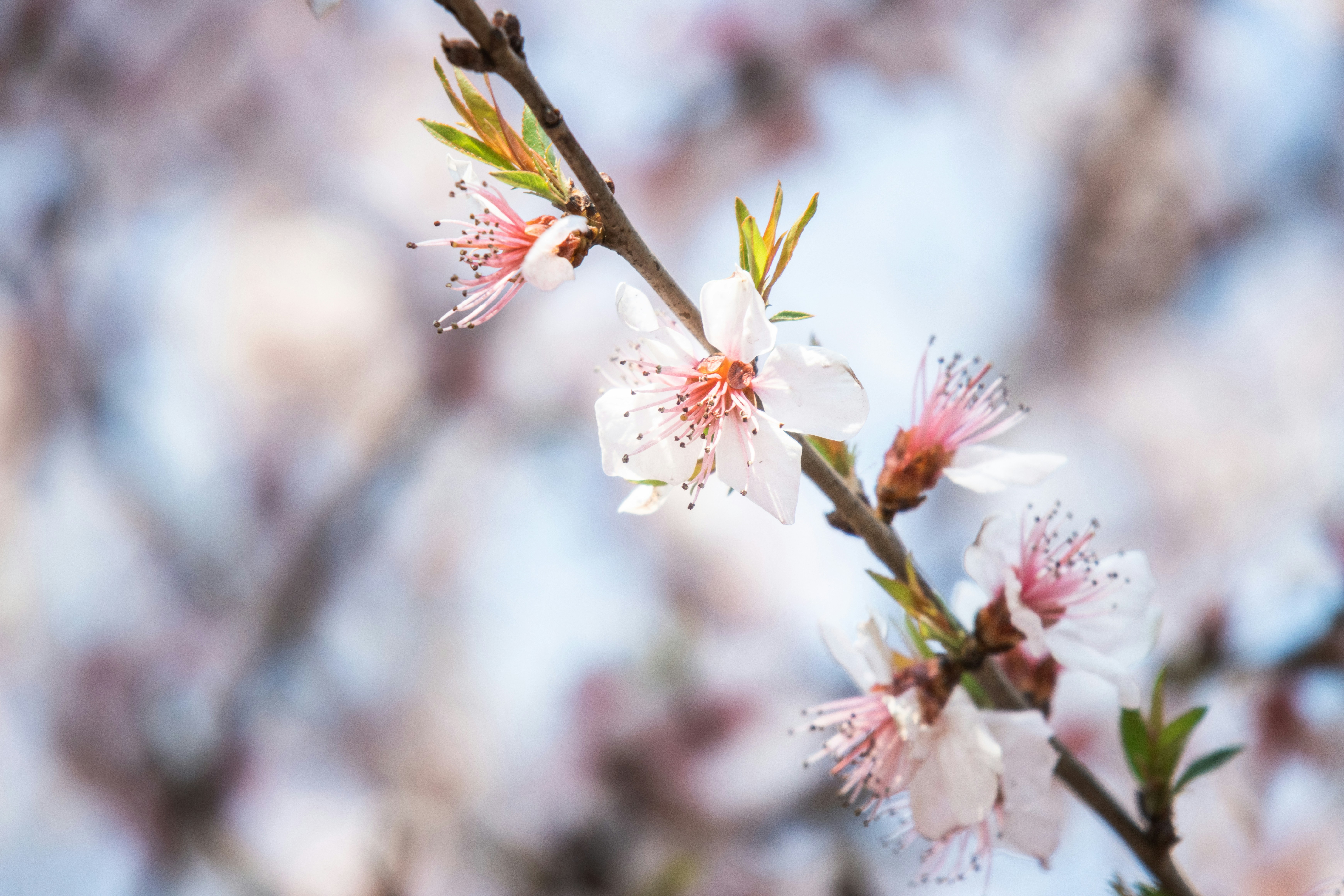 Photo by juliuscarmine