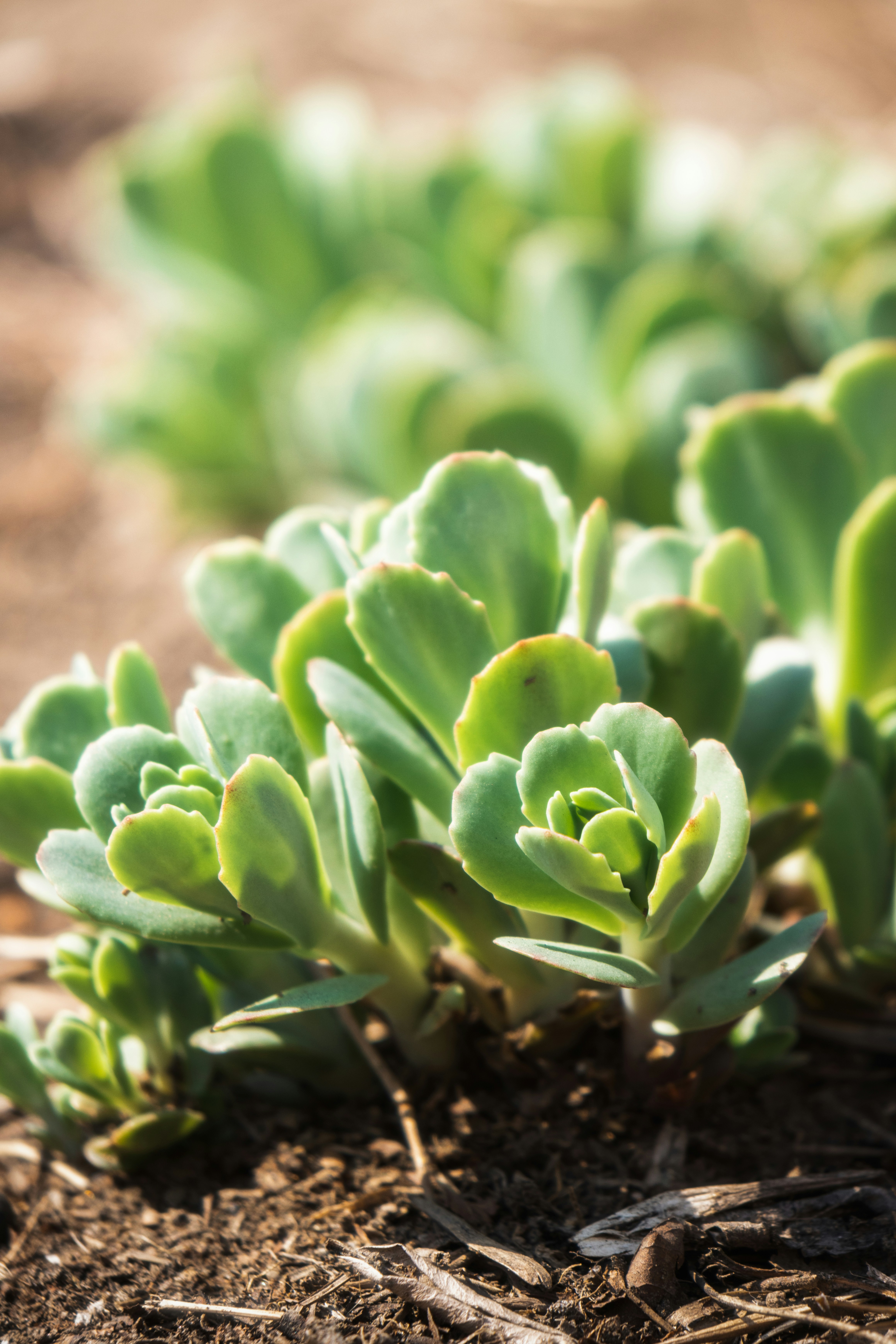 Photo by juliuscarmine