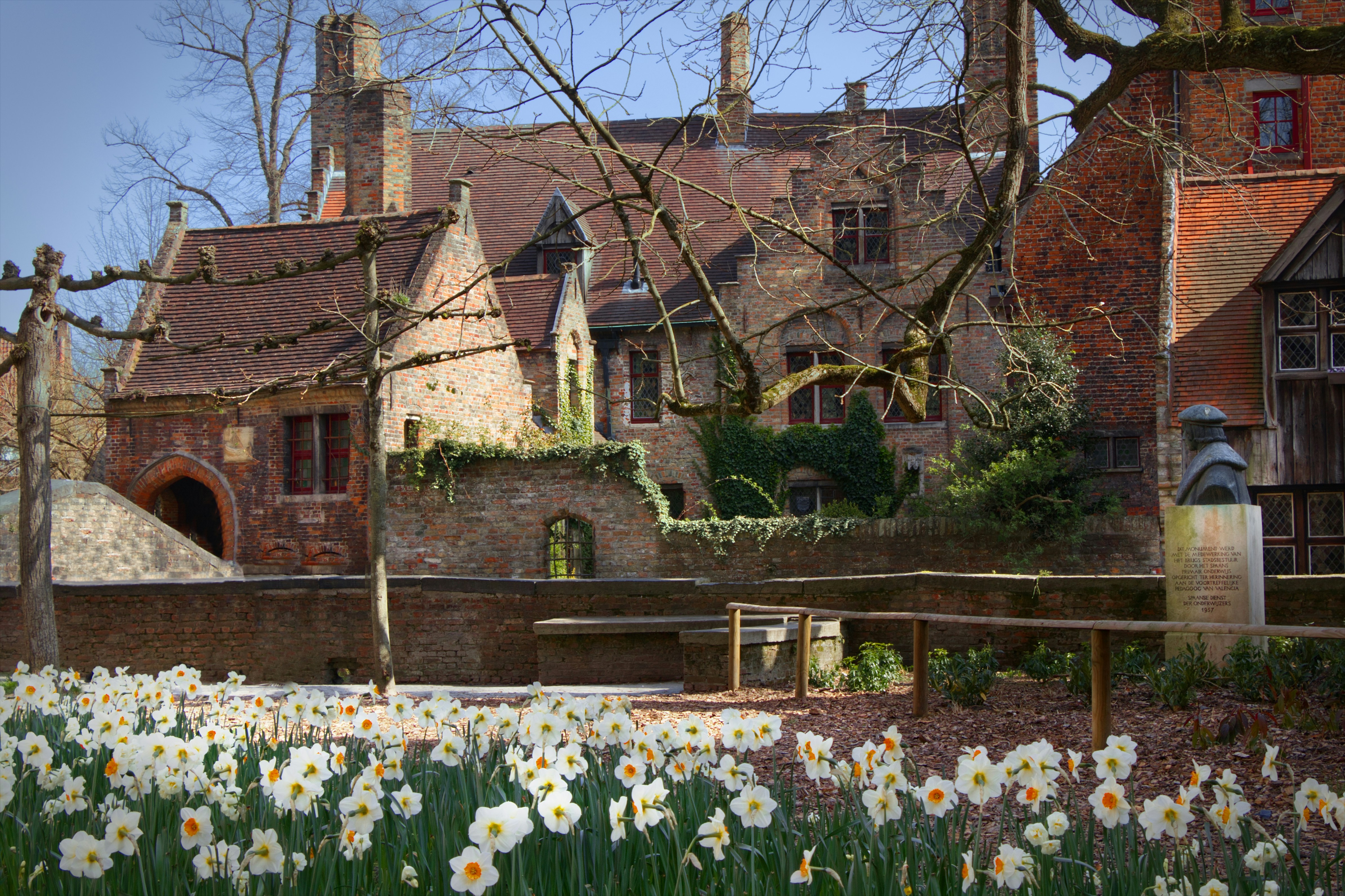 Daffodils are blooming in front of a brick building photo Free