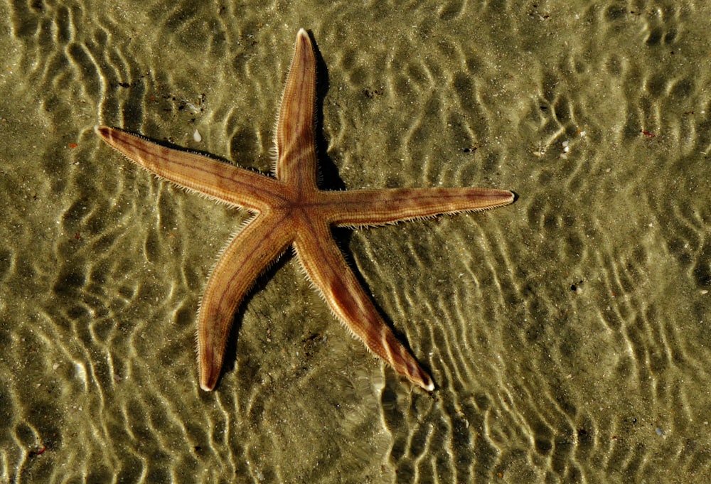 a starfish in shallow water on a beach