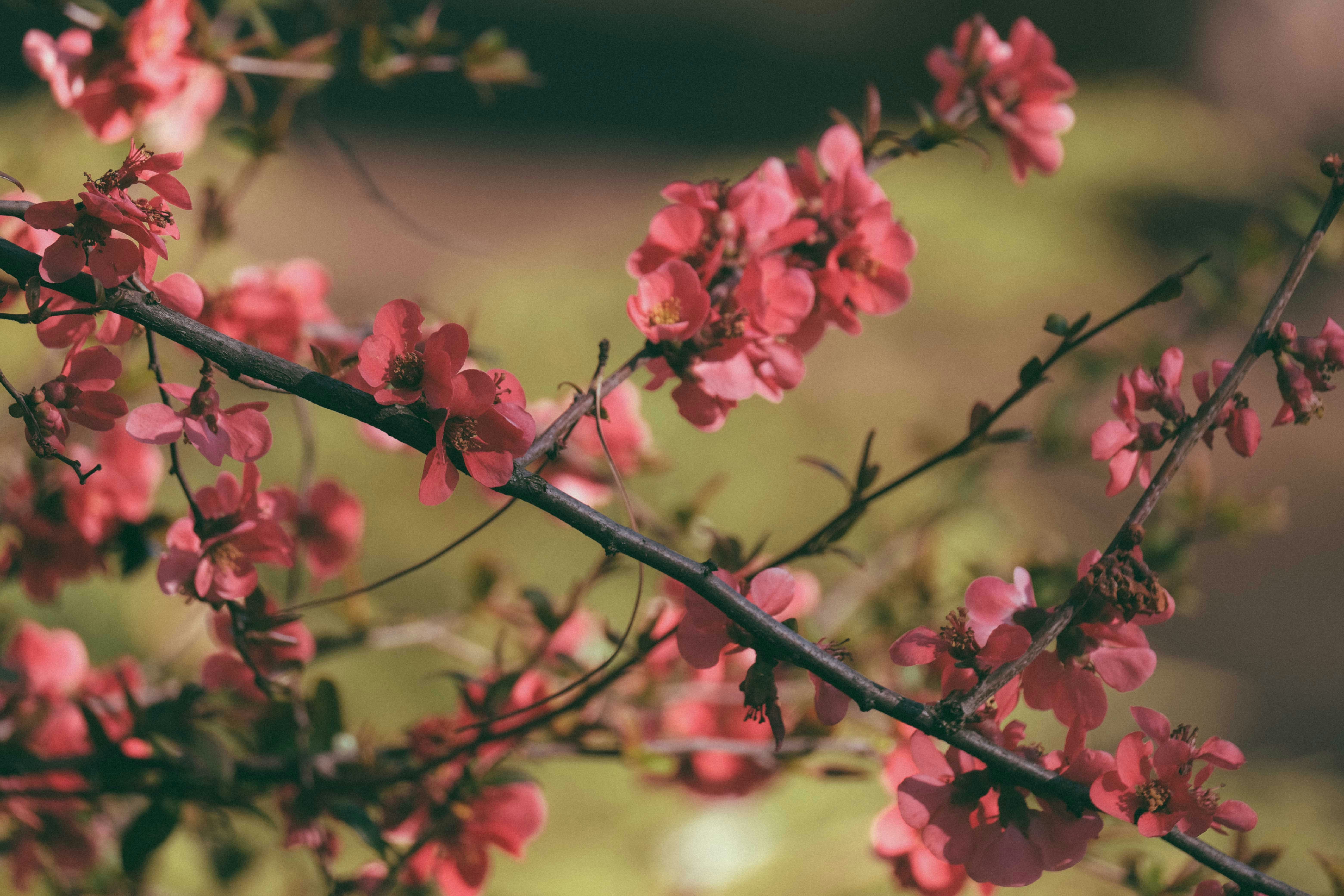 Photo by francesco_ungaro