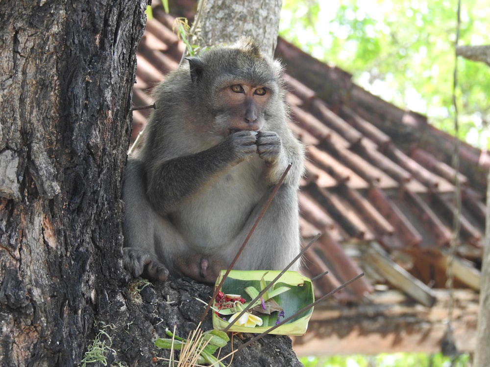 a monkey that is sitting on a tree