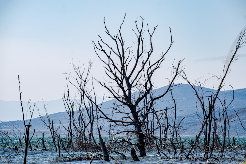 a group of dead trees in the middle of a lake