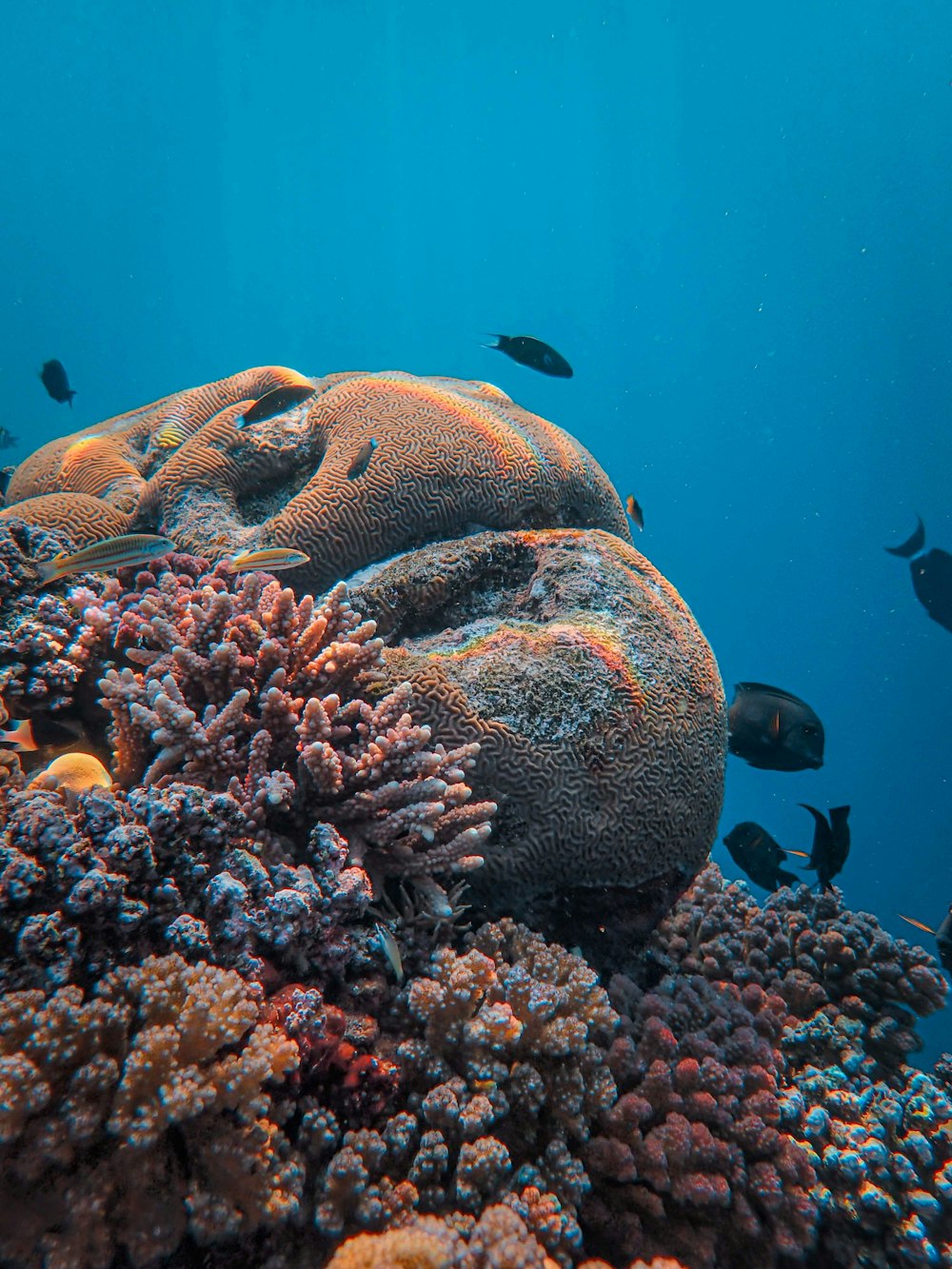 a group of fish swimming over a coral reef