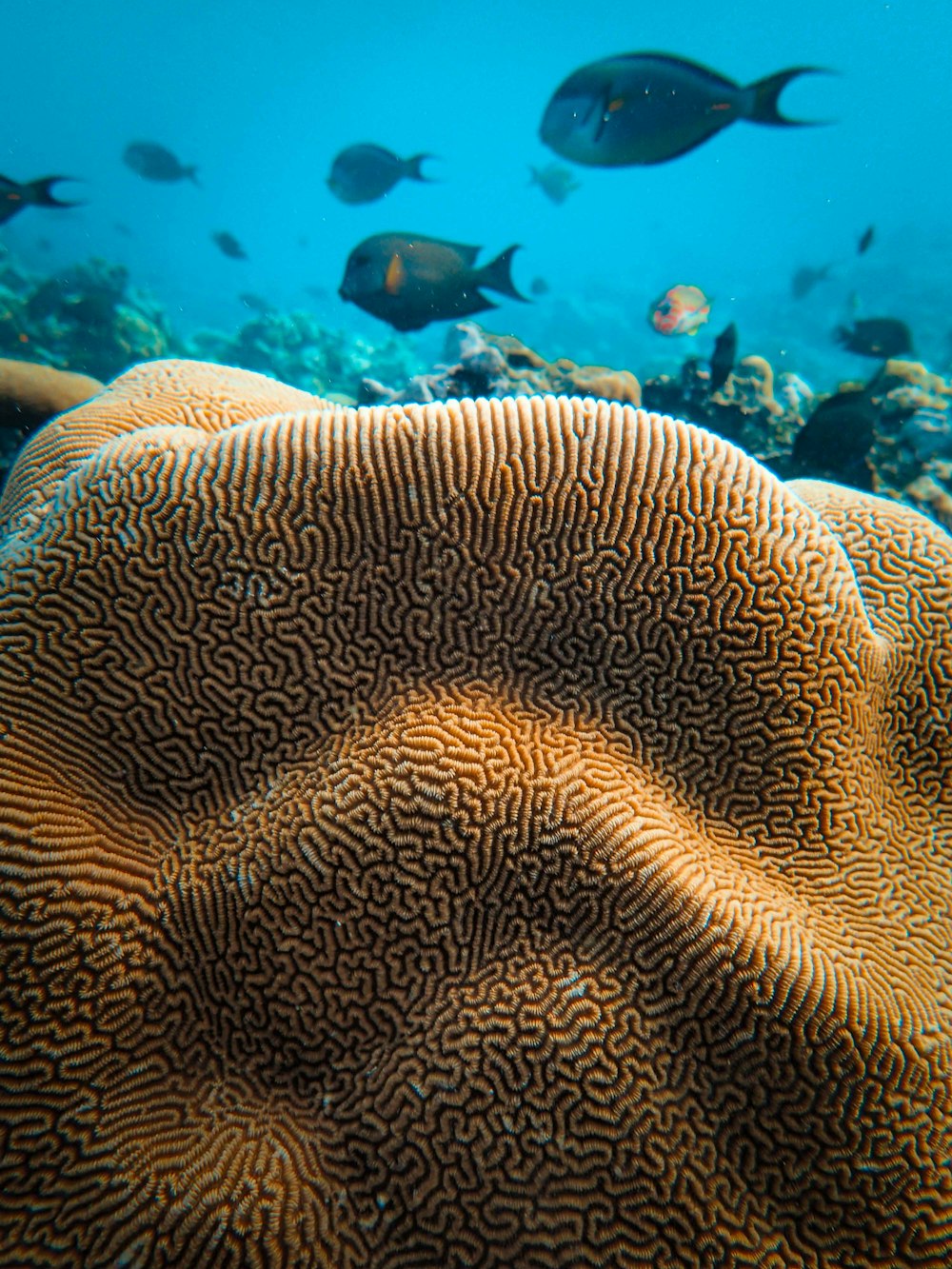 a group of fish swimming over a coral reef