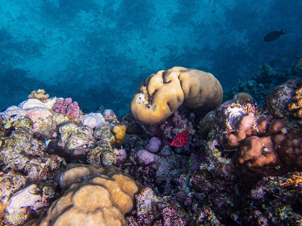 a colorful coral reef with a fish in the background