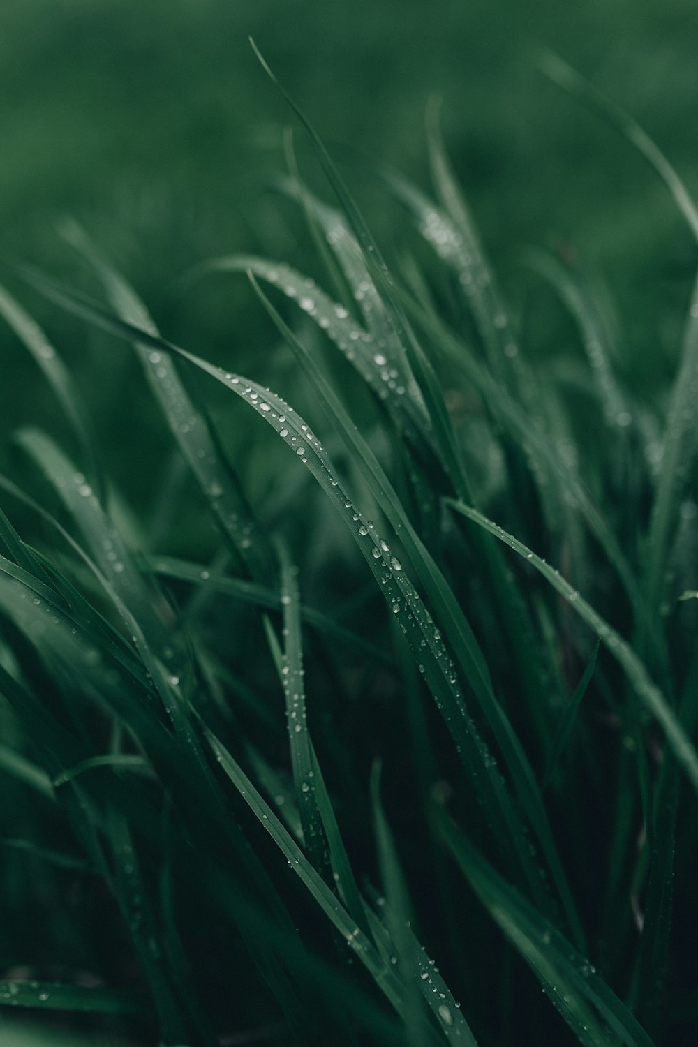 a close up of grass with water droplets on it