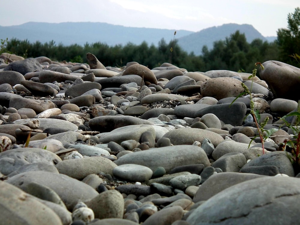 a bunch of rocks that are laying on the ground