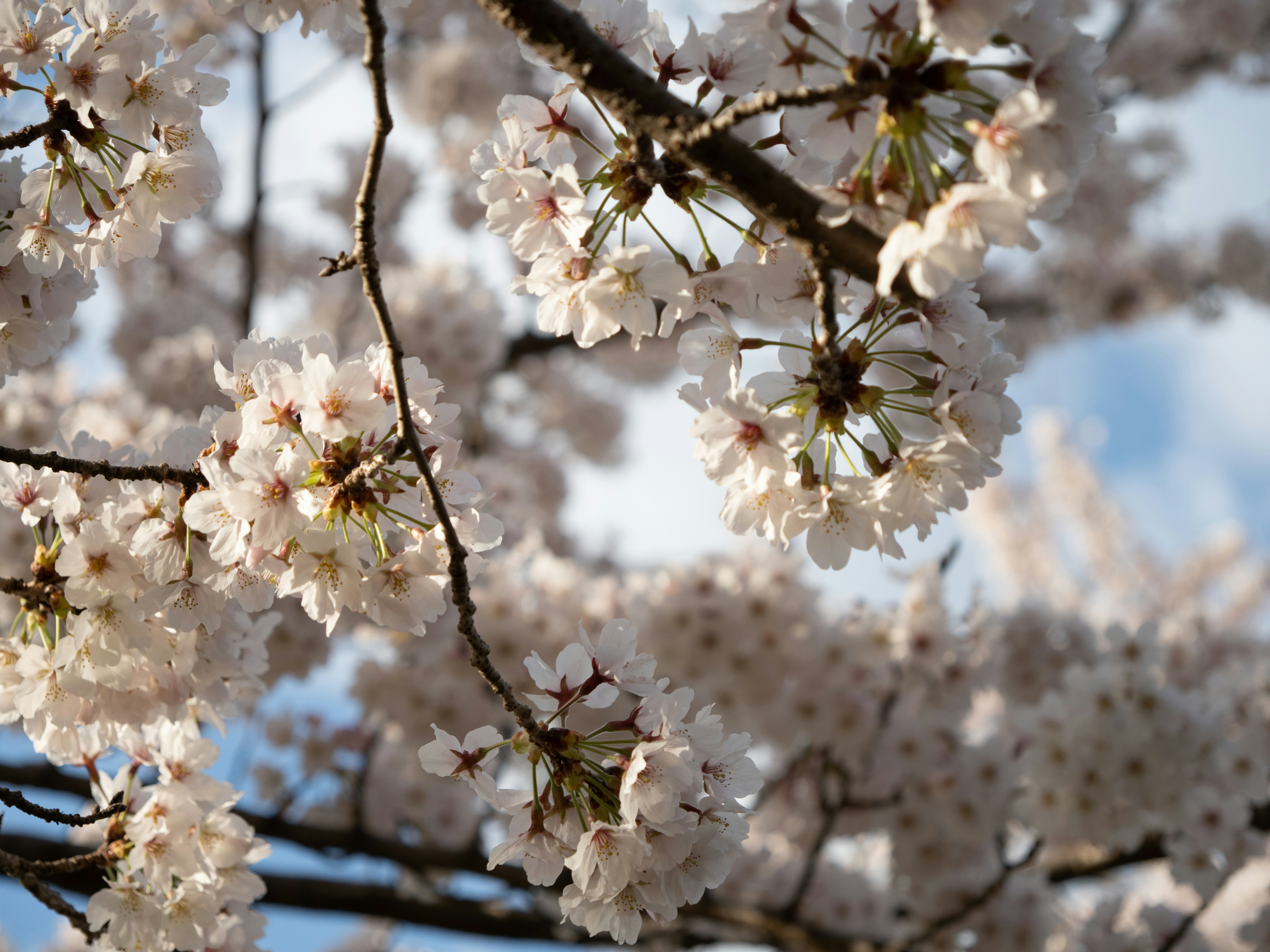 Photo by shellingfordyu