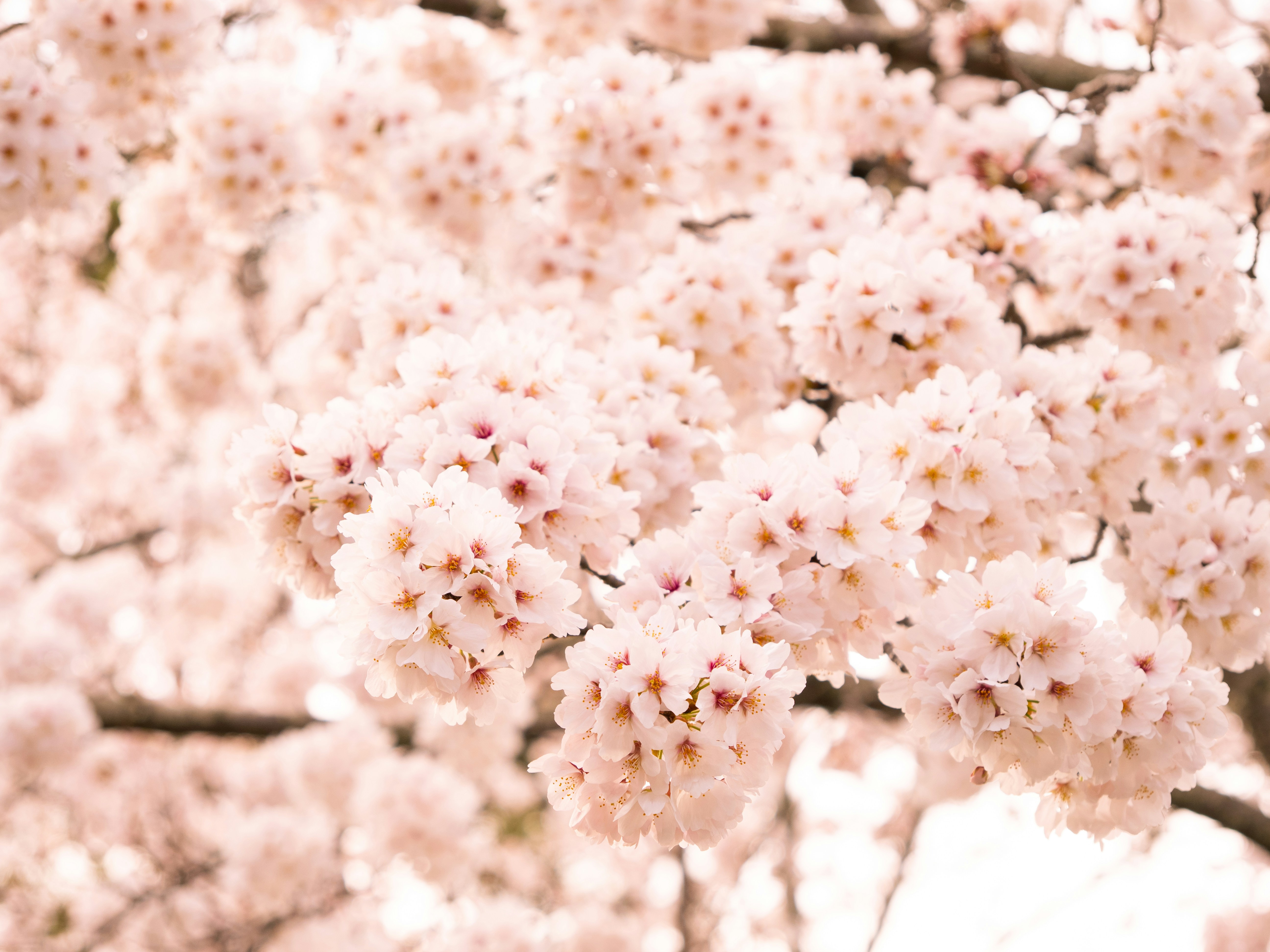 Photo by shellingfordyu