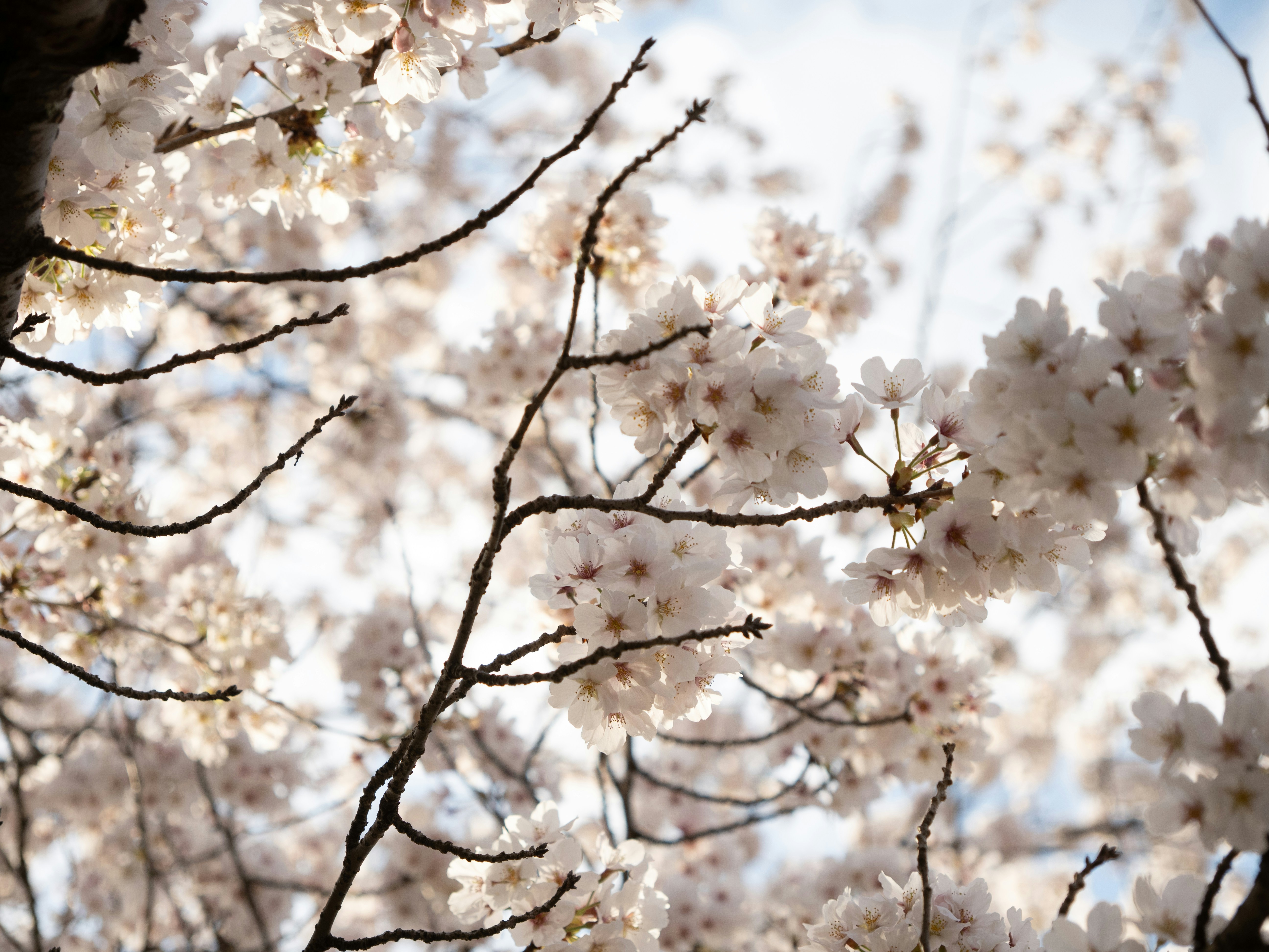 Photo by shellingfordyu