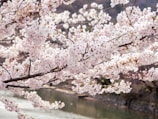 Cherry blossoms blooming along a peaceful river in Japan.