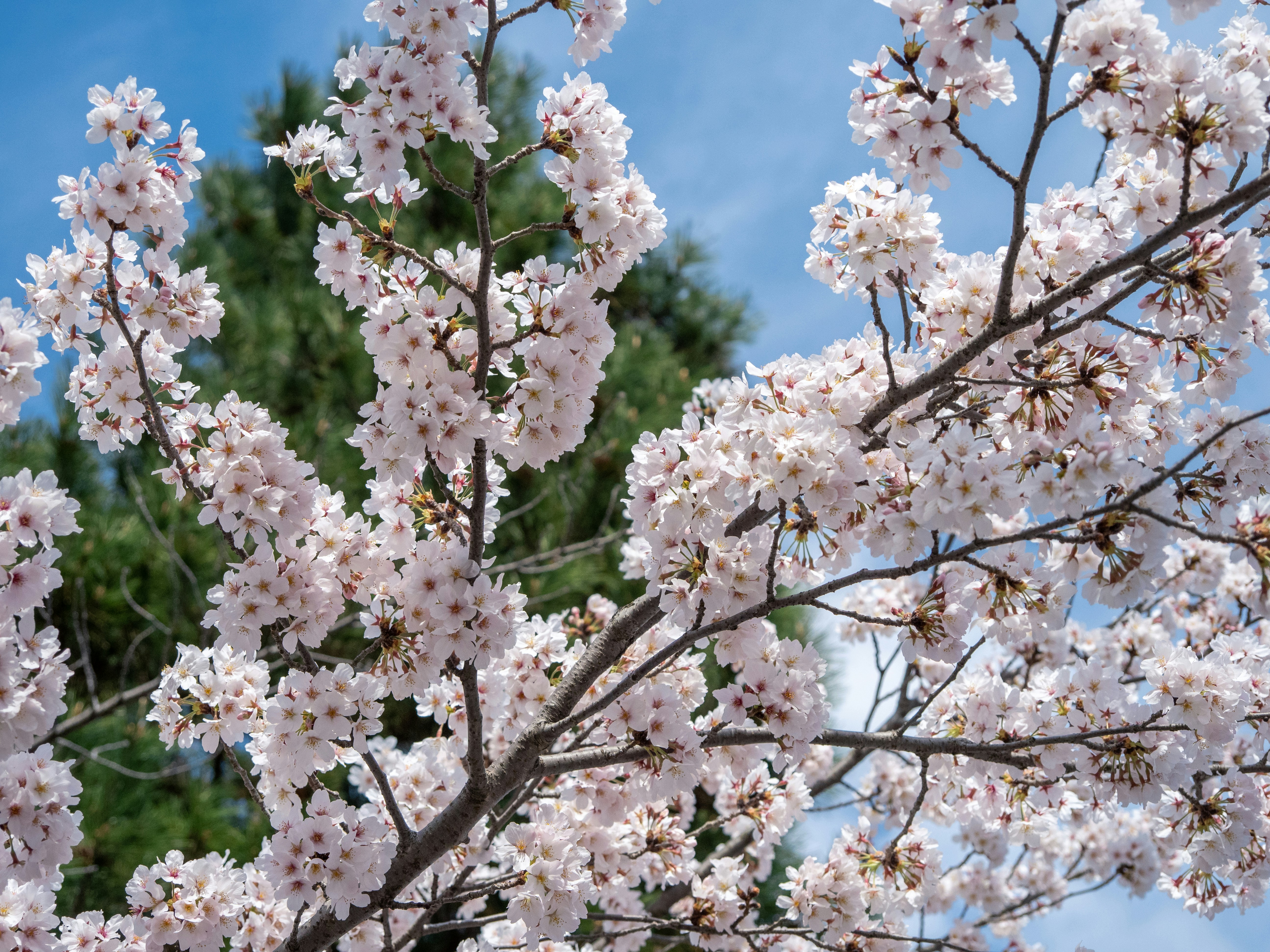 Photo by shellingfordyu