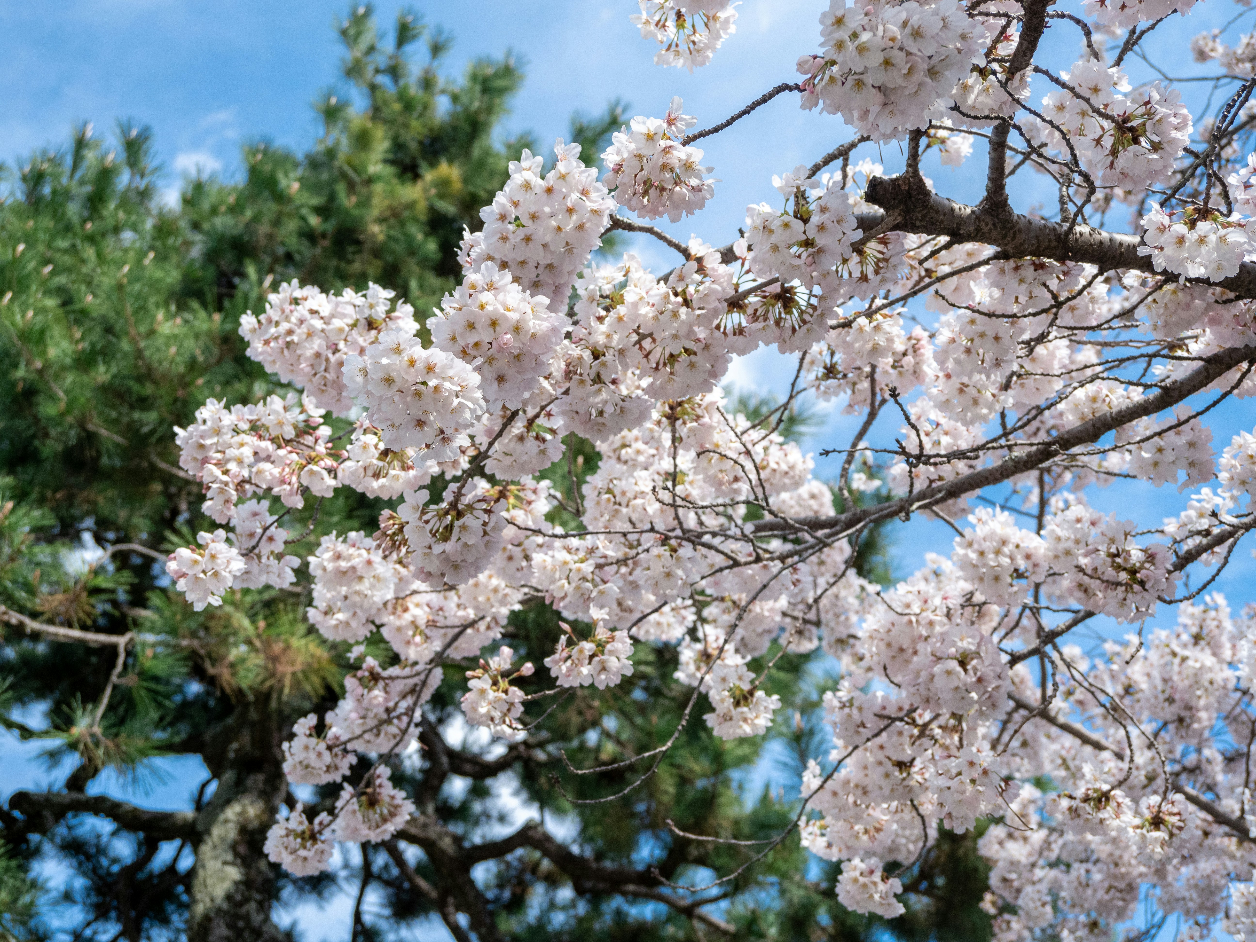 A close up of a tree with white flowers photo – Free Grey Image on Unsplash