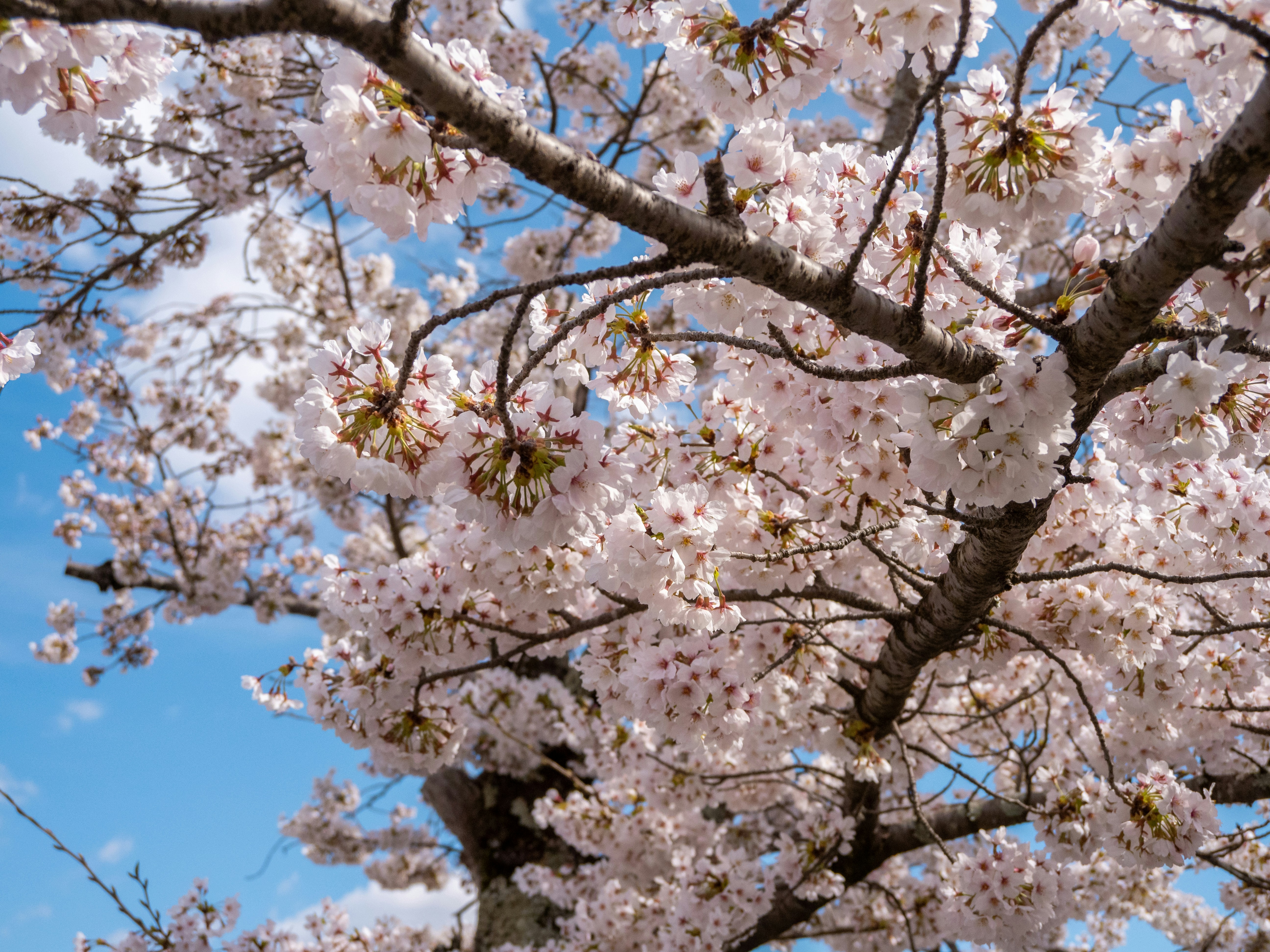 Photo by shellingfordyu