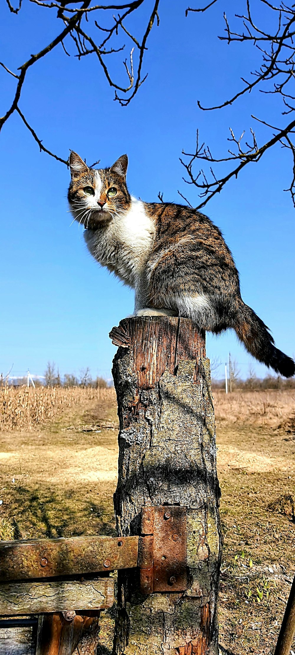 a cat sitting on top of a tree stump