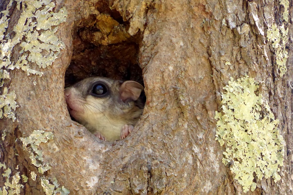 a small animal sticking its head out of a hole in a tree