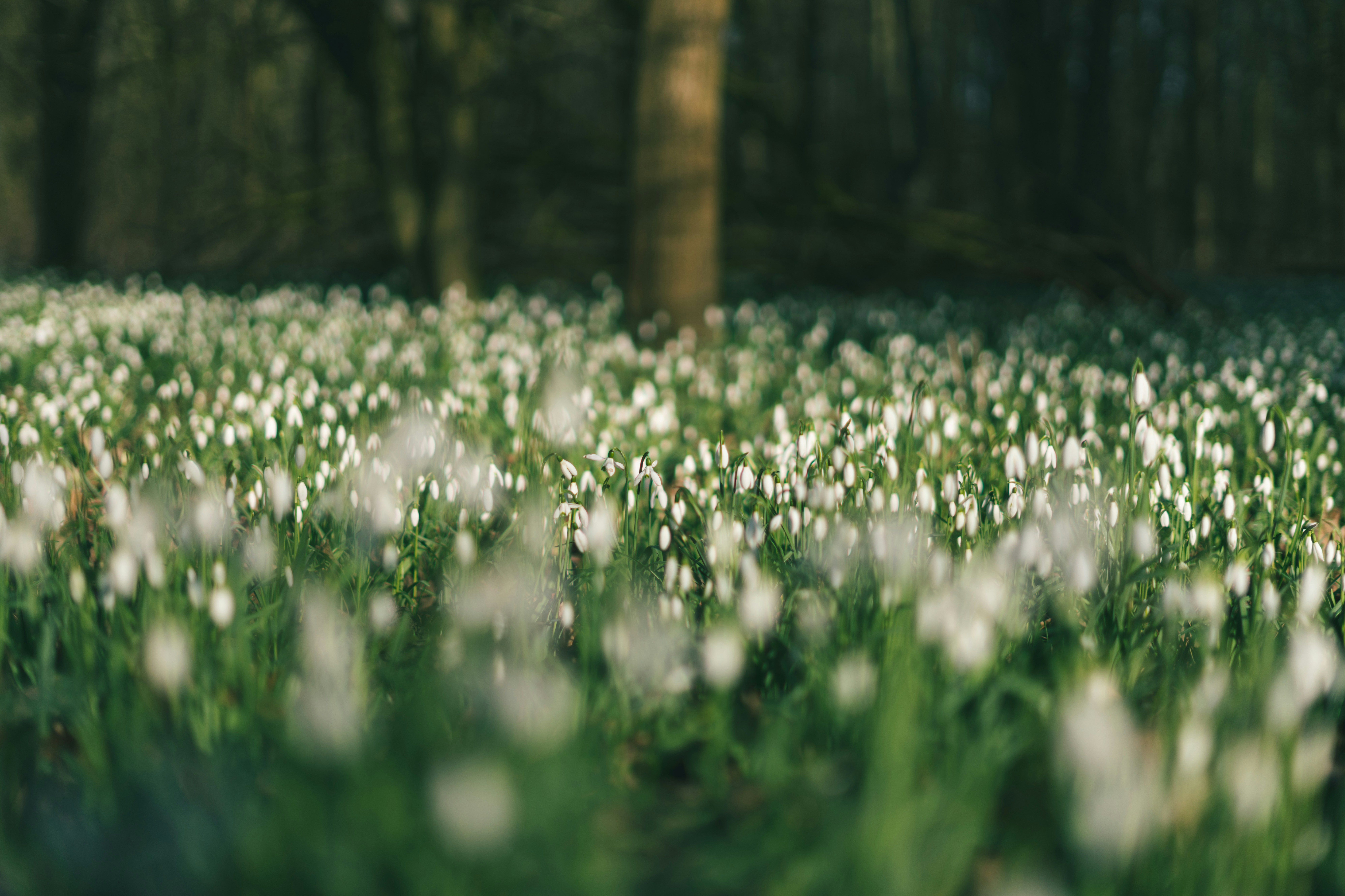 Photo by bartcallant