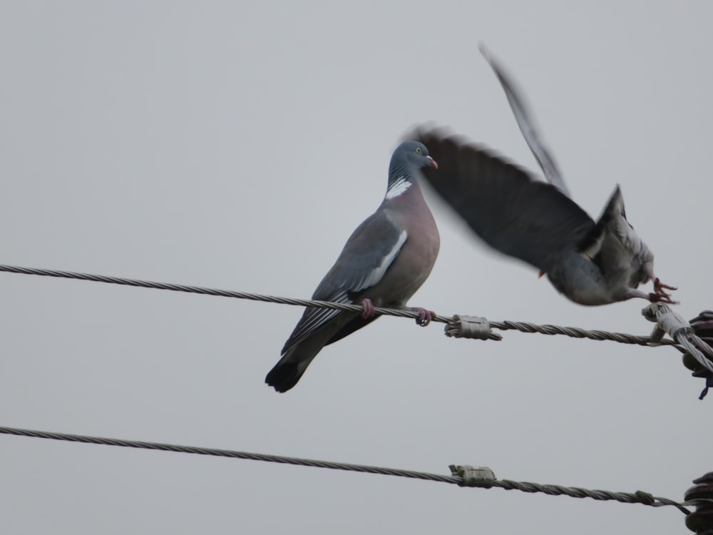 Una coppia di uccelli che sono seduti su un filo