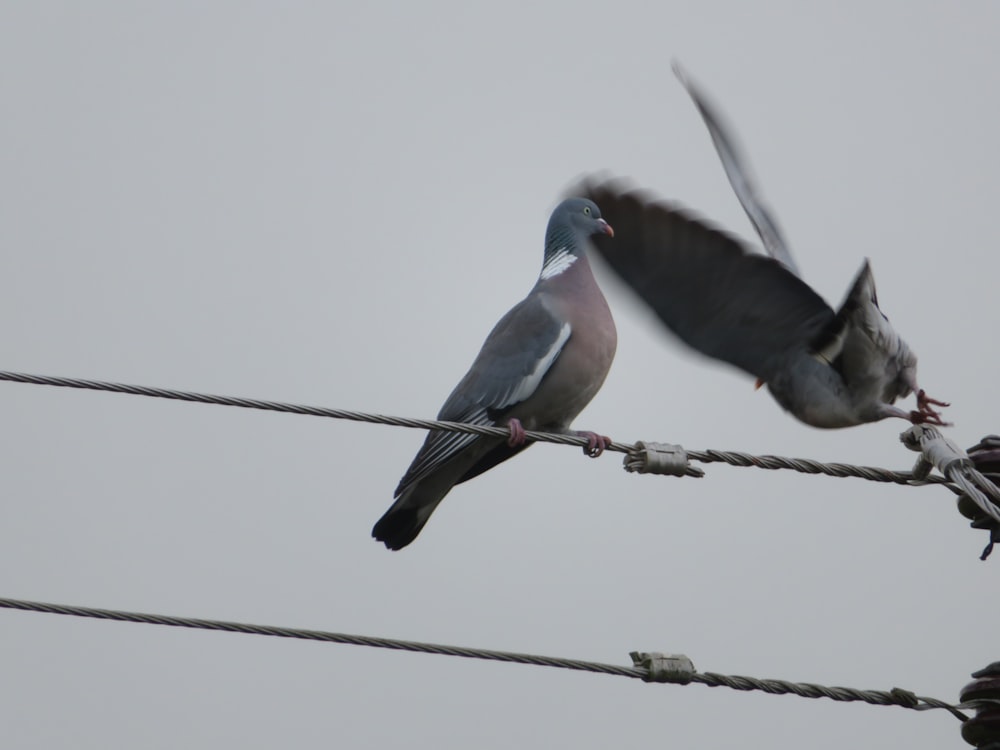 ワイヤーの上に座っている鳥のカップル