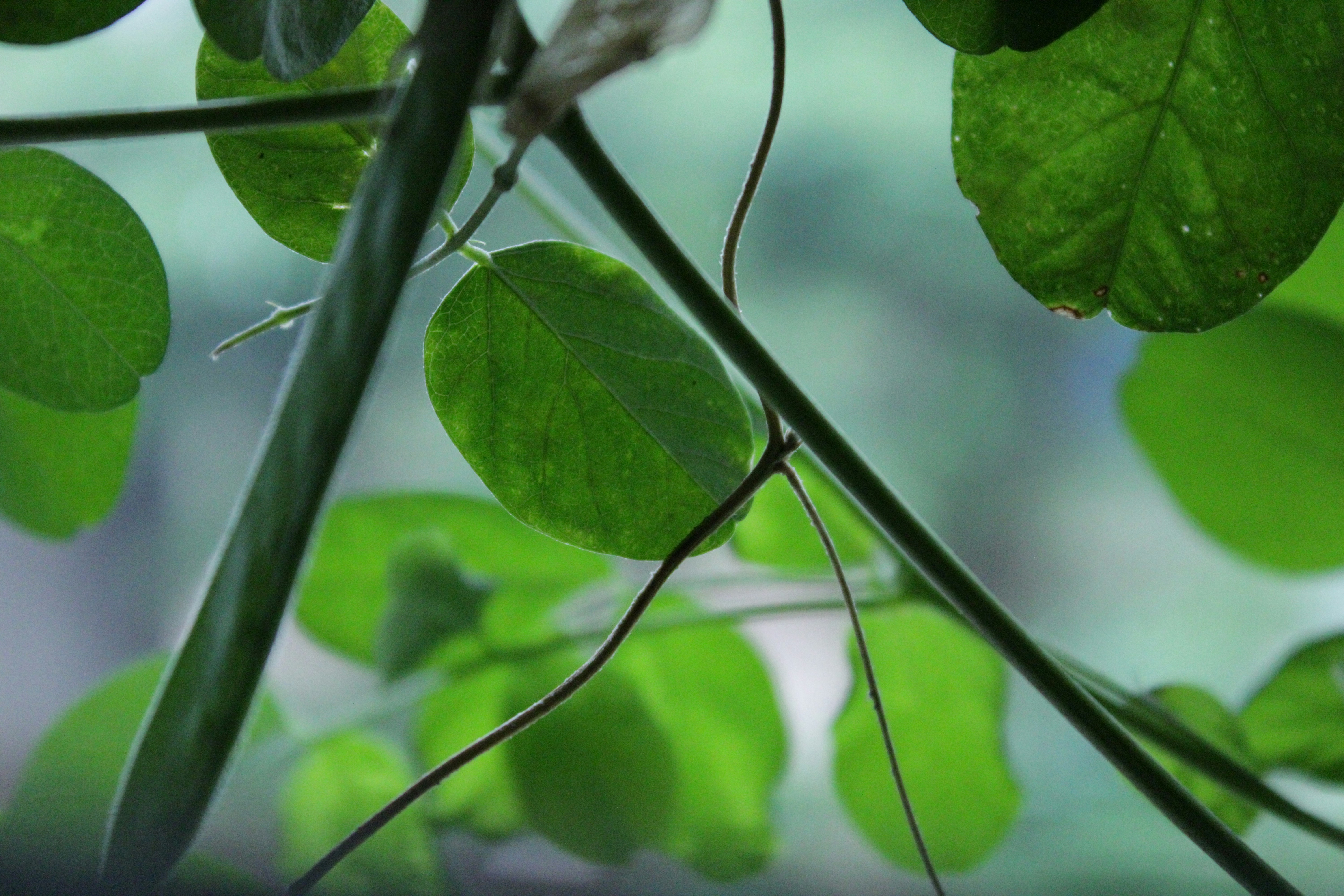 Photo by anandbgowda