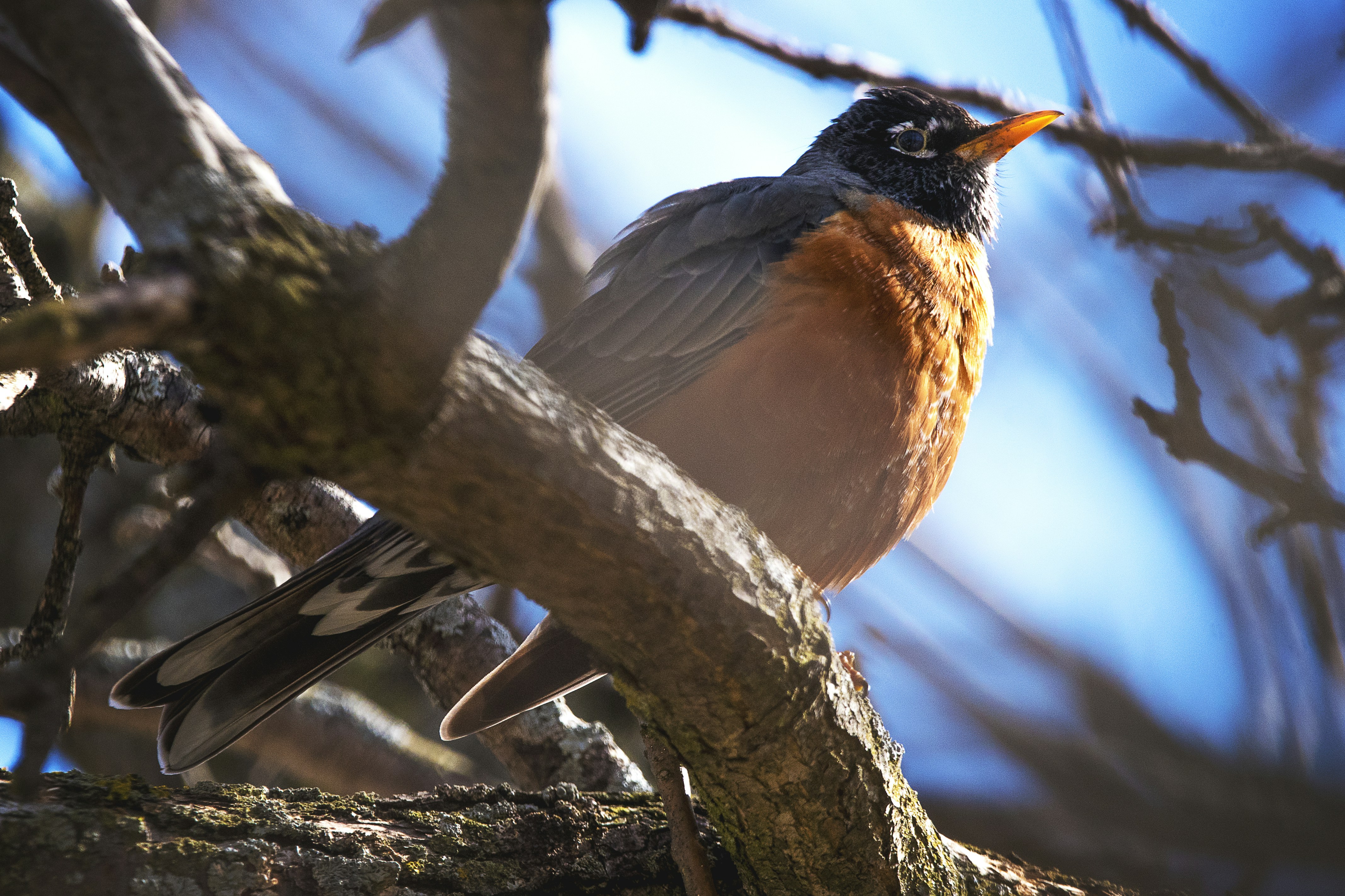 a bird sitting on a branch of a tree
