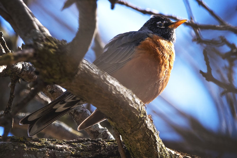 a bird sitting on a branch of a tree